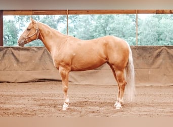 American Quarter Horse, Mare, 4 years, 15 hh, Palomino