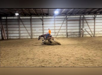 American Quarter Horse, Mare, 4 years, 15 hh, Palomino