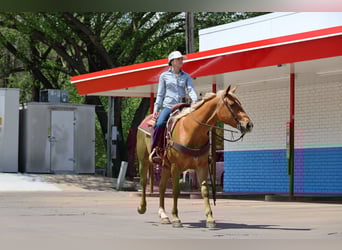 American Quarter Horse, Mare, 4 years, 15 hh, Palomino