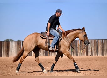 American Quarter Horse, Stute, 4 Jahre, 15 hh, Red Dun