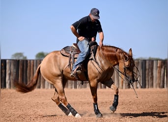 American Quarter Horse, Stute, 4 Jahre, 15 hh, Red Dun