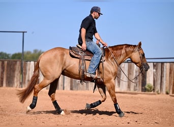 American Quarter Horse, Stute, 4 Jahre, 15 hh, Red Dun