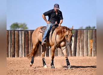 American Quarter Horse, Stute, 4 Jahre, 15 hh, Red Dun