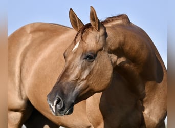 American Quarter Horse, Stute, 4 Jahre, 15 hh, Red Dun