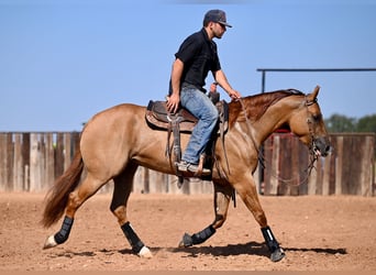 American Quarter Horse, Stute, 4 Jahre, 15 hh, Red Dun