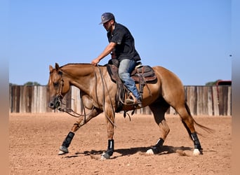 American Quarter Horse, Stute, 4 Jahre, 15 hh, Red Dun