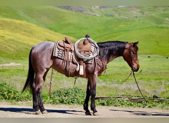 American Quarter Horse, Mare, 4 years, 15 hh, Roan-Bay