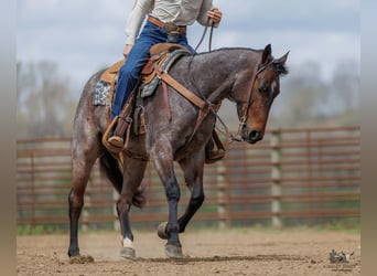 American Quarter Horse, Mare, 4 years, 15 hh, Roan-Bay