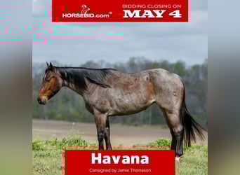 American Quarter Horse, Mare, 4 years, 15 hh, Roan-Bay