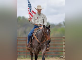 American Quarter Horse, Mare, 4 years, 15 hh, Roan-Bay