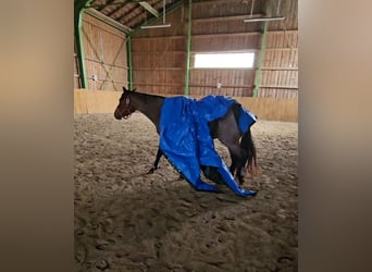 American Quarter Horse, Mare, 4 years, 15 hh, Roan-Bay