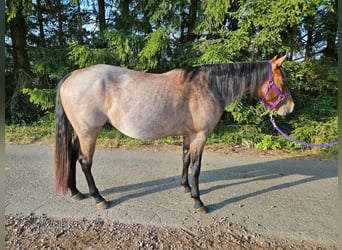 American Quarter Horse, Mare, 4 years, 15 hh, Roan-Bay