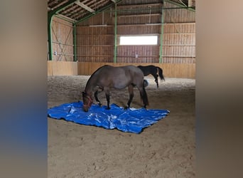 American Quarter Horse, Mare, 4 years, 15 hh, Roan-Bay