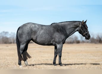American Quarter Horse, Mare, 4 years, 15 hh, Roan-Blue