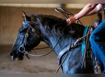 American Quarter Horse, Mare, 4 years, 15 hh, Roan-Blue