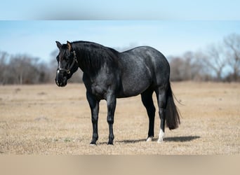 American Quarter Horse, Mare, 4 years, 15 hh, Roan-Blue