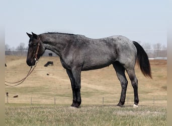 American Quarter Horse, Mare, 4 years, 15 hh, Roan-Blue