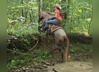 American Quarter Horse, Mare, 4 years, 15 hh, Roan-Red