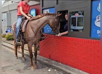 American Quarter Horse, Mare, 4 years, 15 hh, Roan-Red