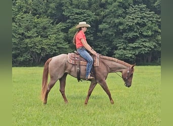 American Quarter Horse, Mare, 4 years, 15 hh, Roan-Red