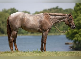 American Quarter Horse, Mare, 4 years, 15 hh, Roan-Red