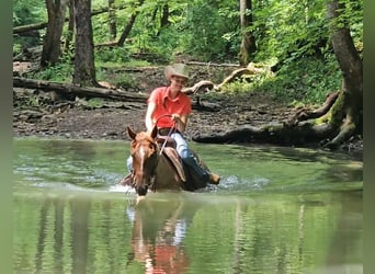 American Quarter Horse, Mare, 4 years, 15 hh, Roan-Red