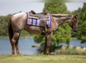 American Quarter Horse, Mare, 4 years, 15 hh, Roan-Red