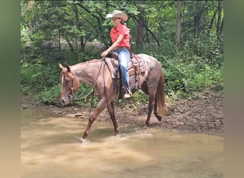 American Quarter Horse, Mare, 4 years, 15 hh, Roan-Red