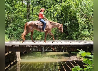 American Quarter Horse, Mare, 4 years, 15 hh, Roan-Red