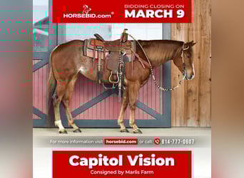 American Quarter Horse, Mare, 4 years, 15 hh, Roan-Red