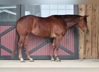 American Quarter Horse, Mare, 4 years, 15 hh, Sorrel