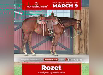 American Quarter Horse, Mare, 4 years, 15 hh, Sorrel