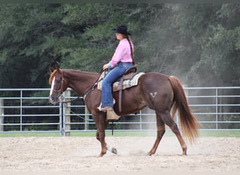 American Quarter Horse, Stute, 4 Jahre, 15 hh, Rotfuchs