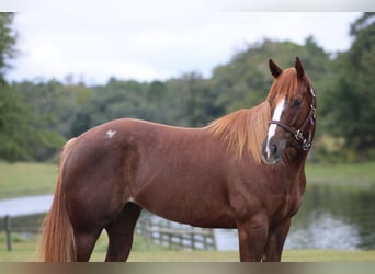 American Quarter Horse, Stute, 4 Jahre, 15 hh, Rotfuchs