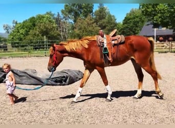 American Quarter Horse Mix, Mare, 4 years, 15 hh, Sorrel