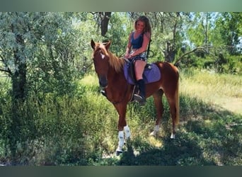 American Quarter Horse Mix, Mare, 4 years, 15 hh, Sorrel