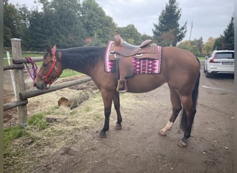 American Quarter Horse, Mare, 4 years, 15,1 hh, Brown