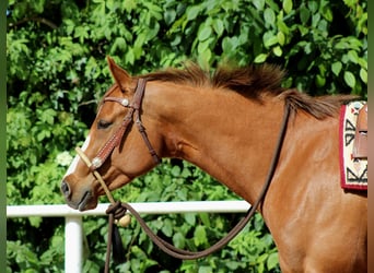 American Quarter Horse, Mare, 4 years, 15,1 hh, Chestnut-Red