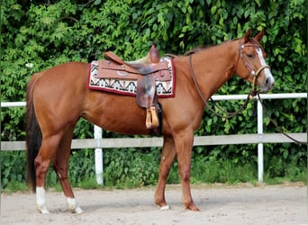 American Quarter Horse, Mare, 4 years, 15,1 hh, Chestnut-Red