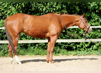 American Quarter Horse, Mare, 4 years, 15,1 hh, Chestnut-Red