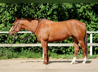 American Quarter Horse, Mare, 4 years, 15,1 hh, Chestnut-Red
