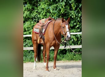 American Quarter Horse, Mare, 4 years, 15,1 hh, Chestnut-Red