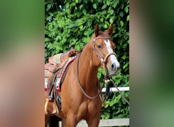 American Quarter Horse, Mare, 4 years, 15,1 hh, Chestnut-Red