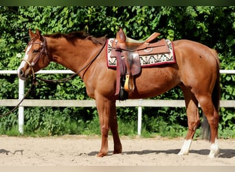 American Quarter Horse, Mare, 4 years, 15,1 hh, Chestnut-Red