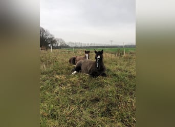 American Quarter Horse, Mare, 4 years, 15,1 hh, Grullo