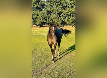 American Quarter Horse, Mare, 4 years, 15,1 hh, Grullo