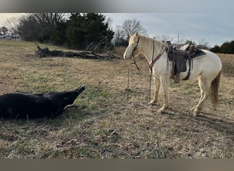 American Quarter Horse Mix, Mare, 4 years, 15,1 hh, Perlino