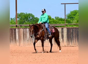 American Quarter Horse, Mare, 4 years, 15,1 hh, Sorrel