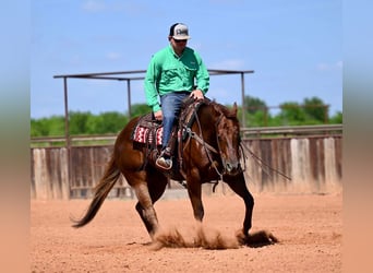 American Quarter Horse, Mare, 4 years, 15,1 hh, Sorrel