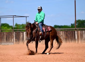 American Quarter Horse, Mare, 4 years, 15,1 hh, Sorrel